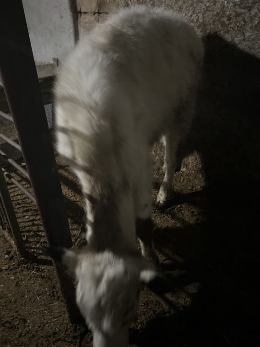 Buzoq sotiladi bbbbb