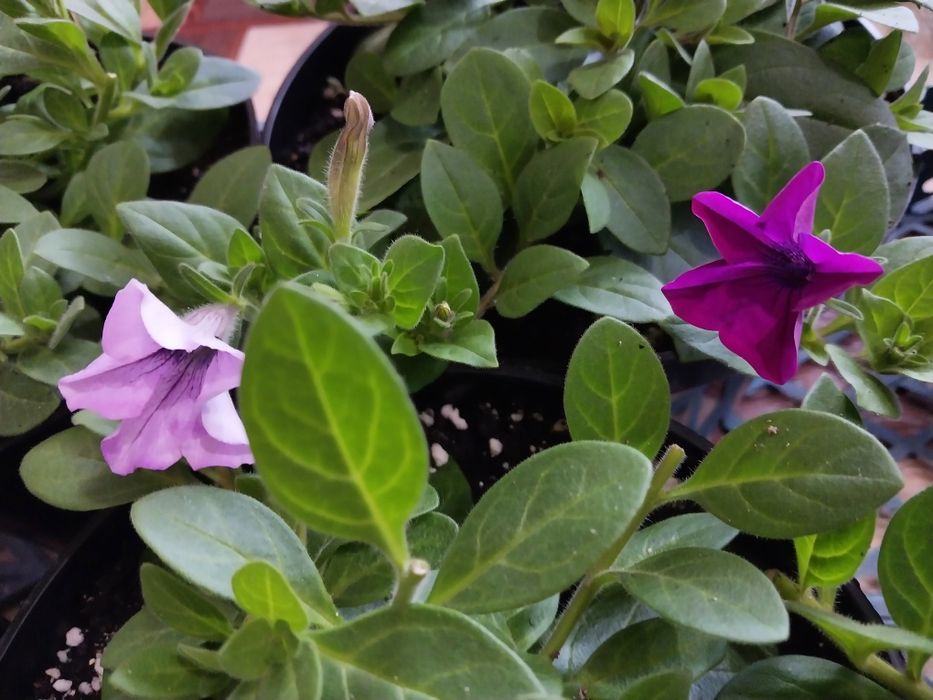 Петуния тайдалы.