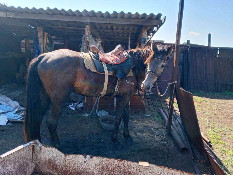 Продам жеребца обученный верховой