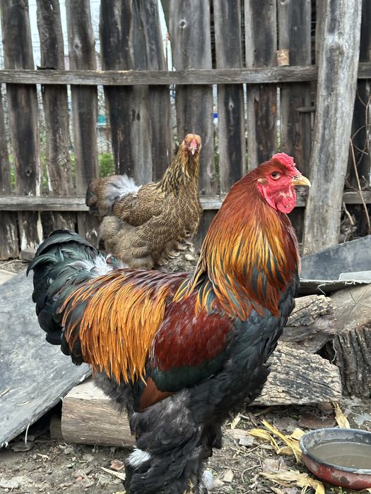 Disponibila pereche brahma potarnichiu