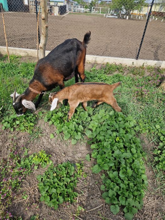 Capră tânără rasa anglo-nubian+ un ieduț