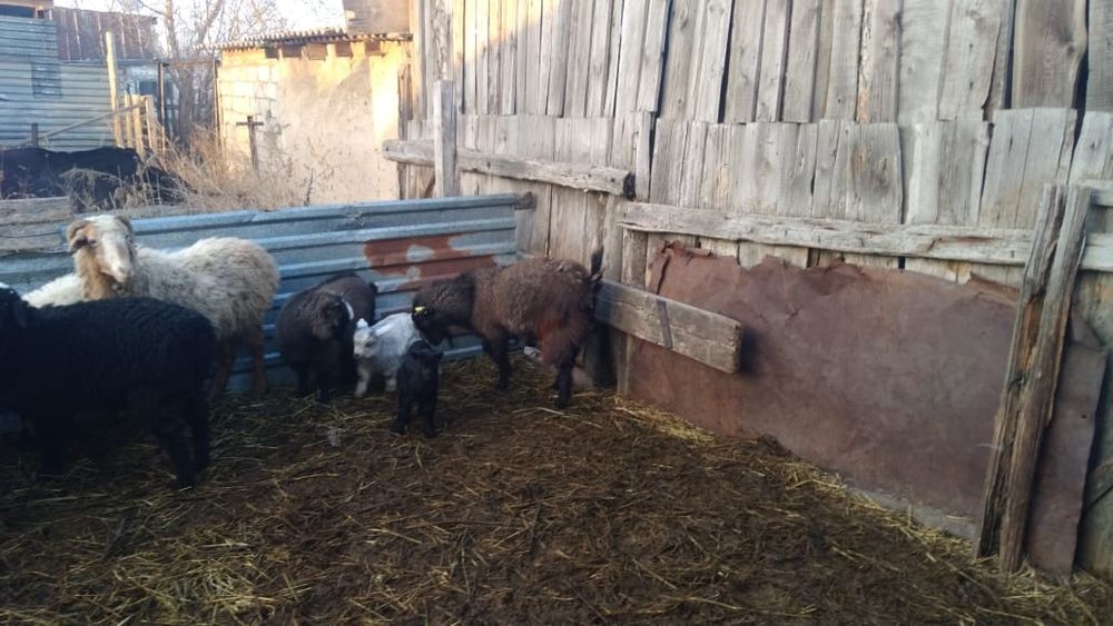 Қой қозы,ешкі лақ.