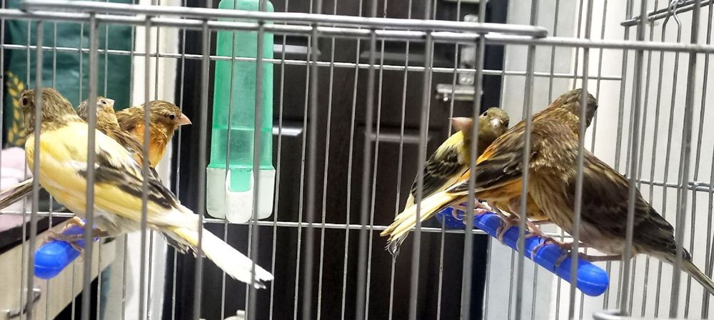 Канарейка. Нар , мода сотилади. Красный  дерева.