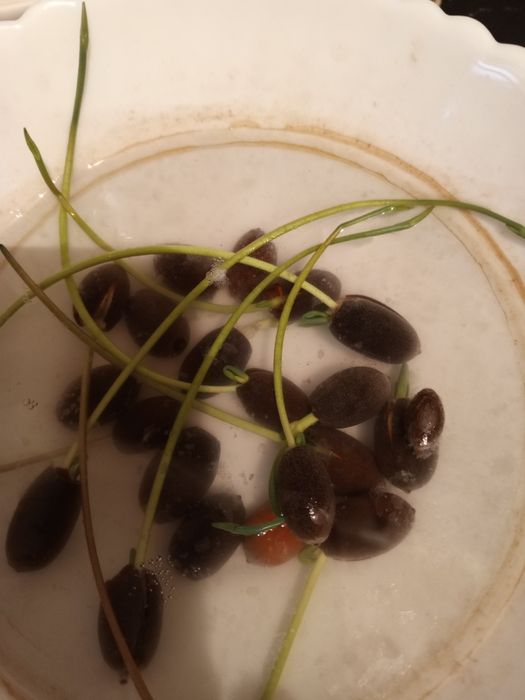 Продам цветы лотоса