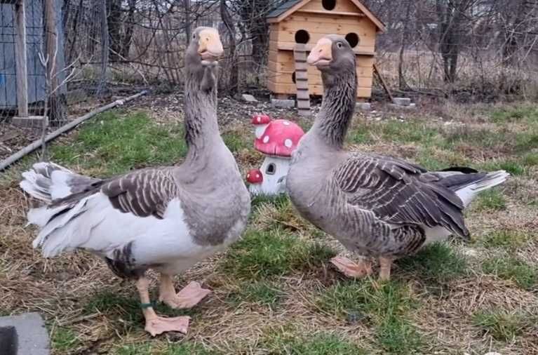 Gaste rasa Tula - pereche