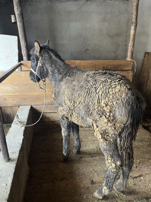 Жабагы тай сатылады