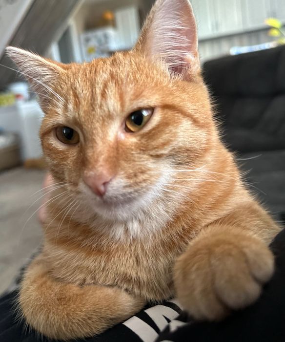 Кот в хорошие руки