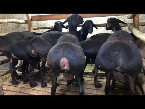 Гиссарски   Қошқар