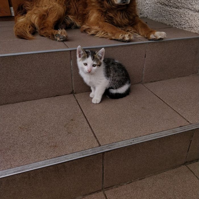 Donez pisicute dragalașe