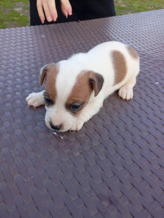 Джак ръсел териери