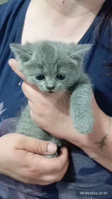 Продам котят котята все красивые