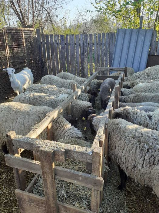 Berbeci/oi din stabulatie - vanzare in viu