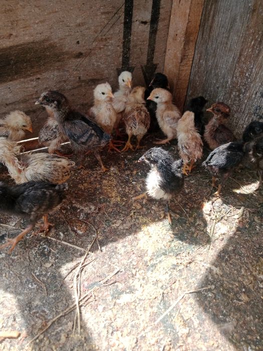 37 шт цеплят продам
