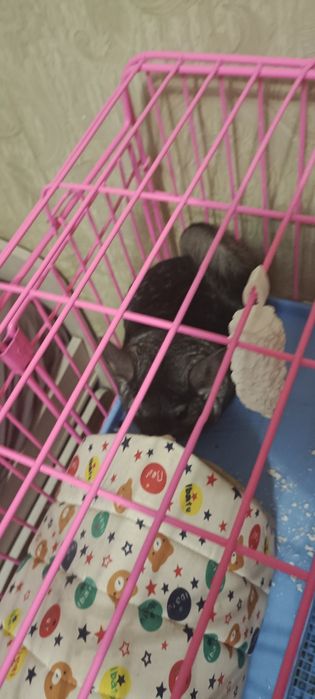 Продам шиншиллу с клеткой