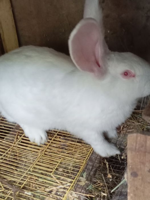 Продам Французский баран.