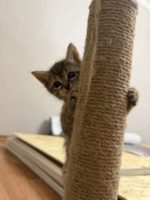 Отдам котенка в добрые руки