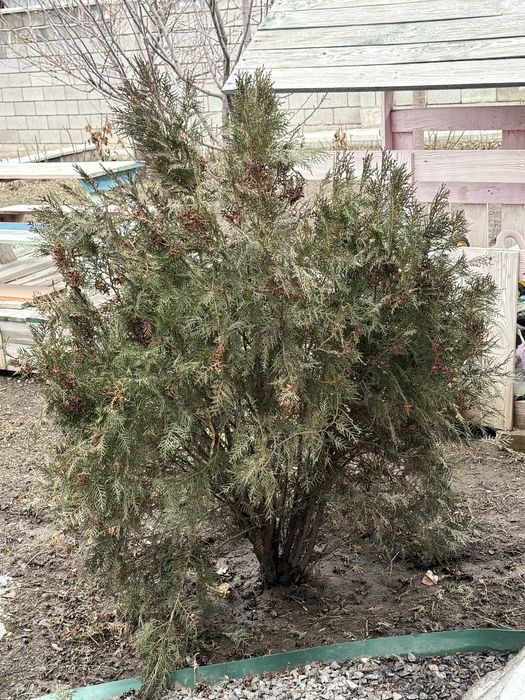 Елка Ель Туя книжка