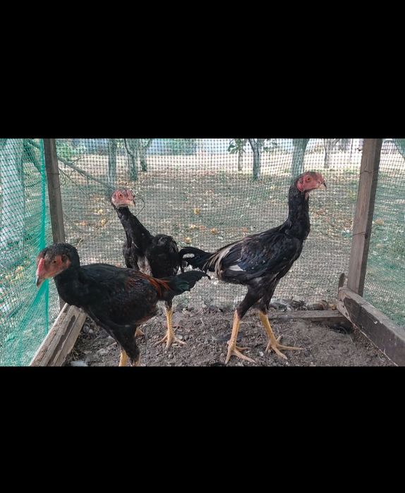 Продам дакан майских
