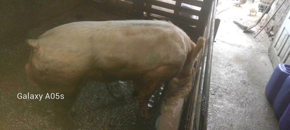 мъжко прасе -нескопено