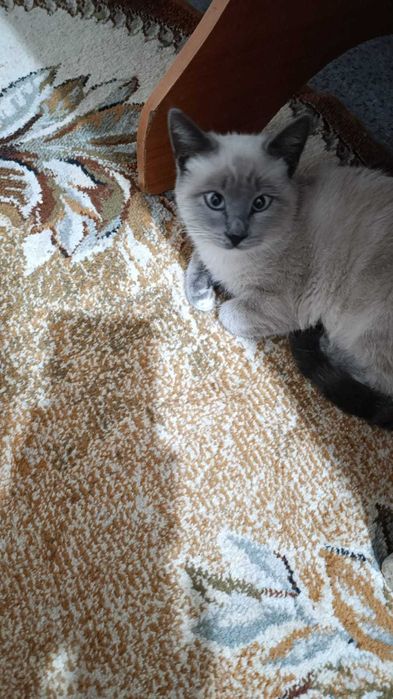 Отдам ласковую кошечку (мальчик)