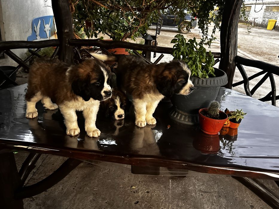 Vand catei Saint- bernard