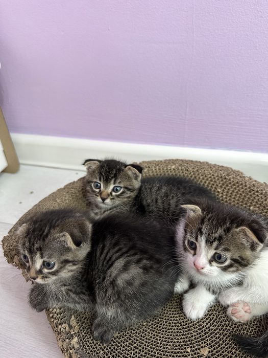 Котенок,вислаухи