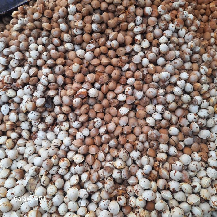 Гинко билоба (семена)