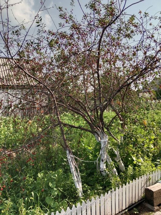 Продам дачу садоводство "Яблонька"