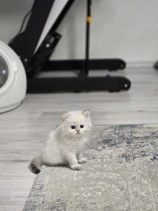 Pui pisica british longhair