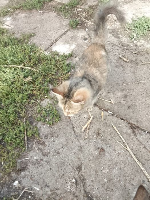 Котята , коты и кошки