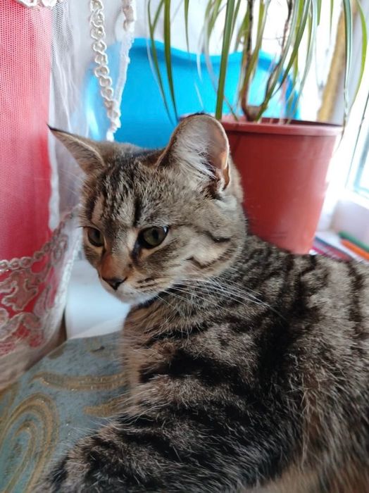 Пропала кошка в районе областной больницы.