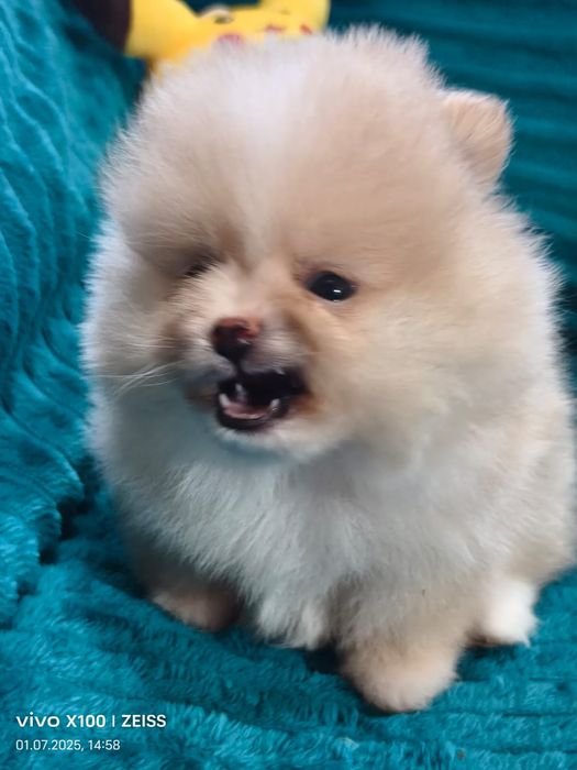 Очаровательные щенки шпица.