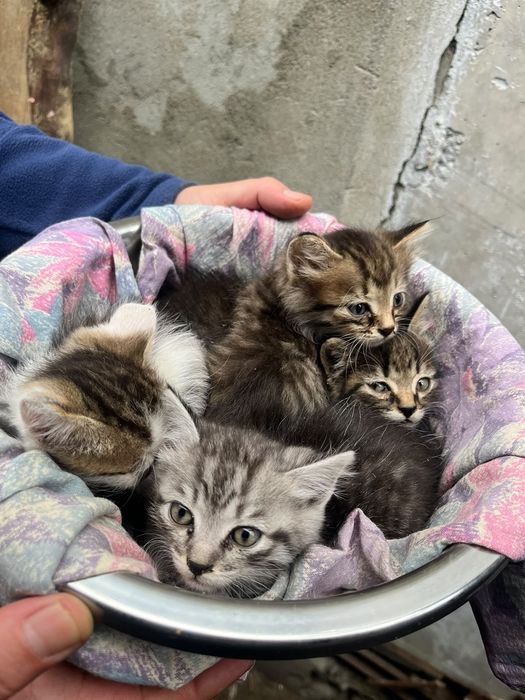 Отдам котят в добрые руки