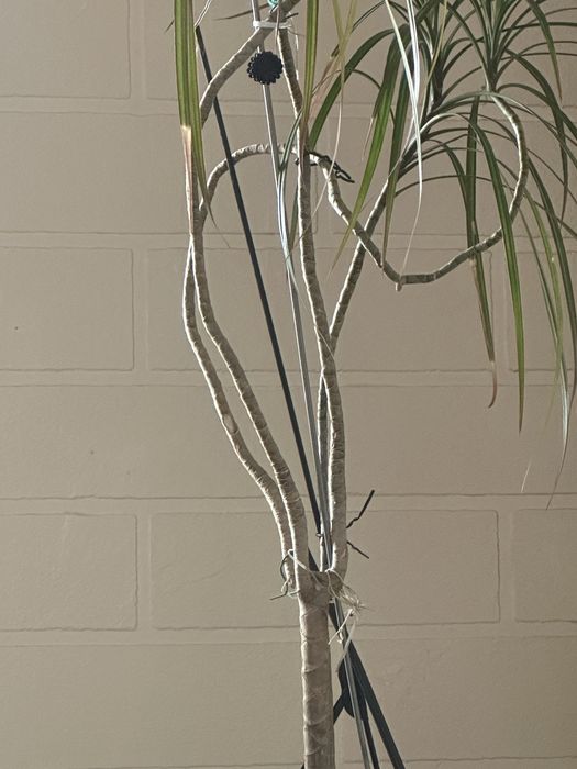 Цветы комнатные