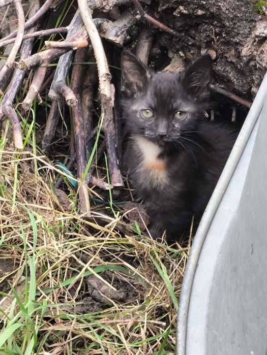 Pisici frumoase donez