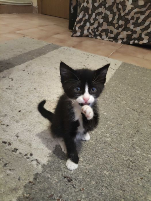 Подарявам котета