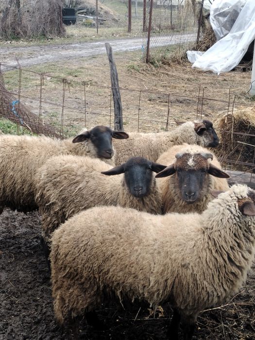 Oi Suffolk de vanzare