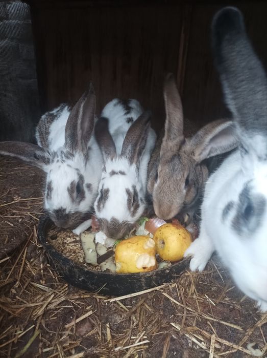 Quyonlar sotiladi xammasi sog'lom samka sames