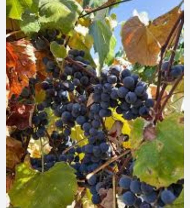 Struguri de Vânzare