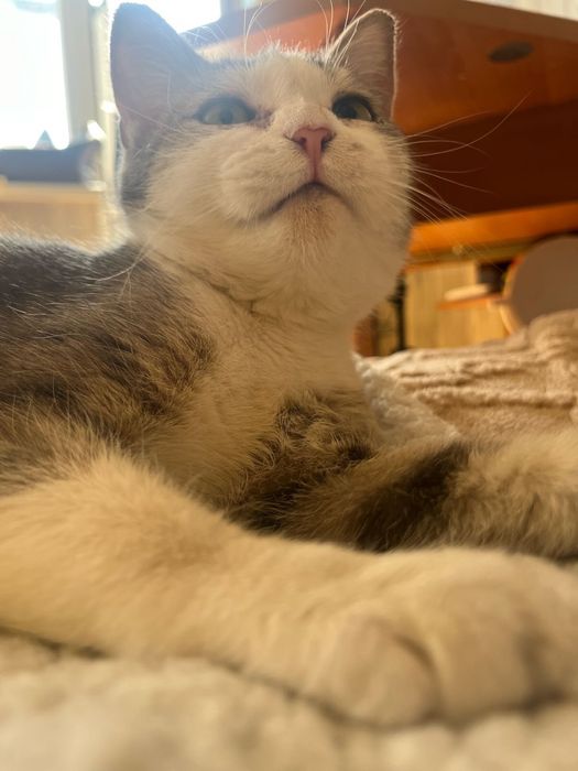 Кошечка 9месяцев