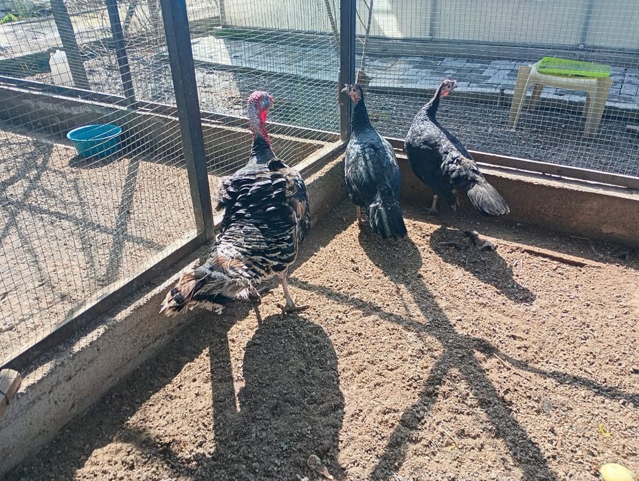 Продам семью индюков