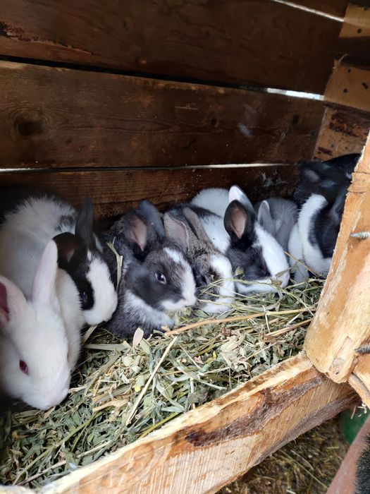 Vând iepuri încrucișați Hycole × Californian × Uriaș German