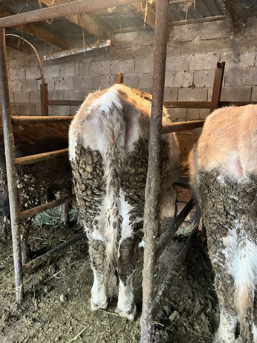 Телочка на откорме