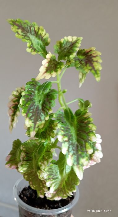 Цветы домашние.г.Астана