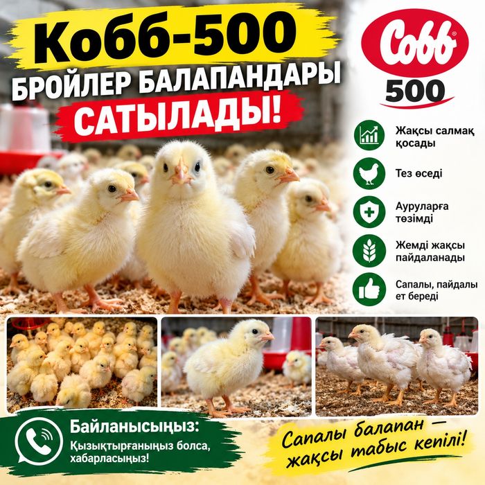 Бройлер балапандары