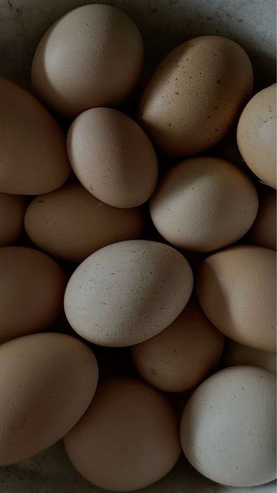 Продам яйца домашние