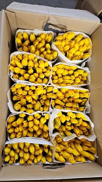 Голландские Тюльпаны к Наурызу!