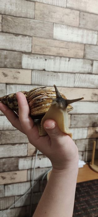 Продам улиток Ахатин