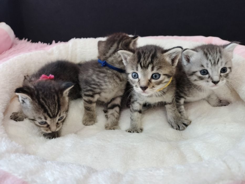 Котятки ищут добрые ручки