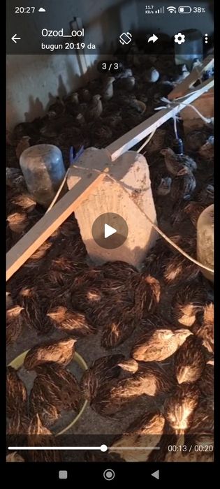 Bedana hurozlari sotiladi